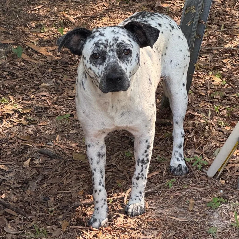 A young medium-sized male Black Mixed Breed dog named StrayHighpointDrive for adoption in Columbus, GA