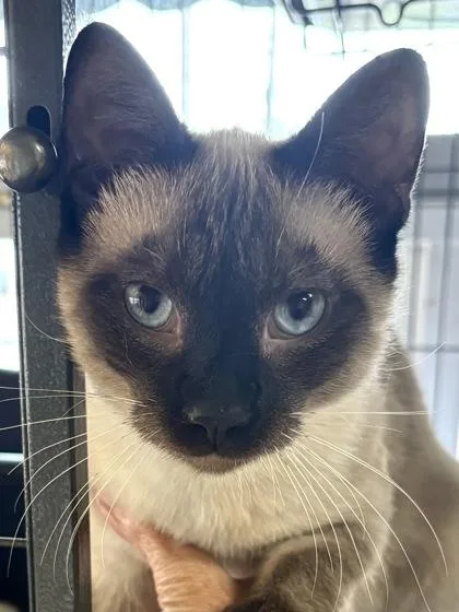 A baby small-sized male Siamese cat named Shadow for adoption in New Orleans, LA