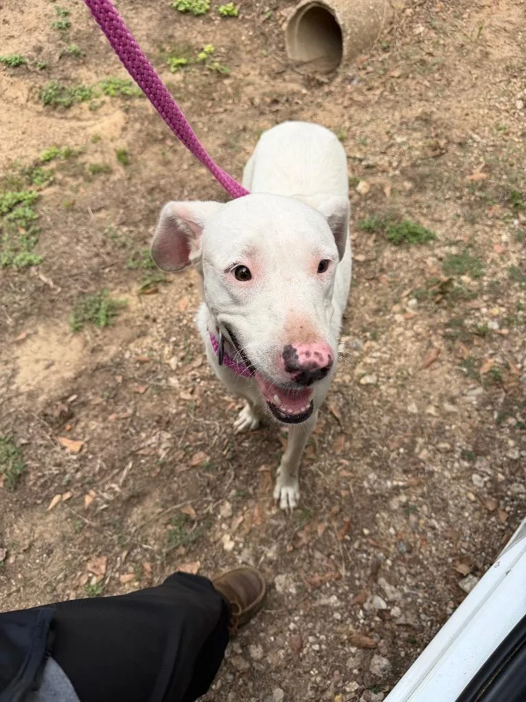 An adult large-sized female Catahoula Leopard Dog dog named Dafny for adoption in Nacogdoches, TX