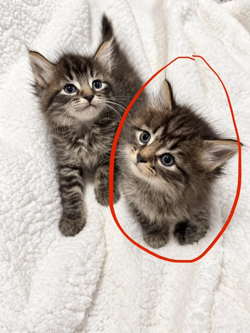 A baby large-sized male Maine Coon cat named Leroy for adoption in toledo, OH