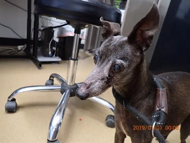 A senior small-sized male Italian Greyhound dog named Coco for adoption in Saint Peters, MO