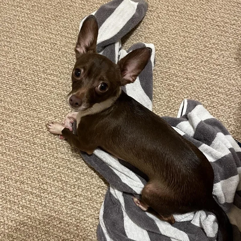 A young small-sized male Brown / Chocolate Chihuahua dog named Pablo for adoption in Rockville, MD