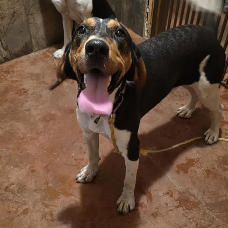 A young small-sized male White / Cream Treeing Walker Coonhound dog named Johnny for adoption in Glenfield, NY