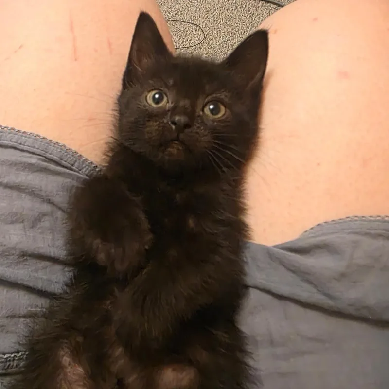 A baby small-sized female Black Domestic Short Hair cat named Ruby for adoption in Layton, UT