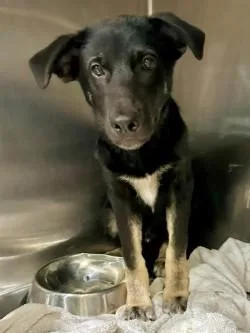 A young medium-sized female German Shepherd Dog dog named Dc A for adoption in Sherman, TX