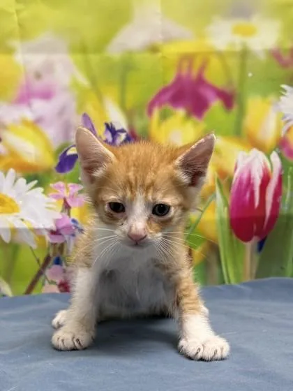 A young small-sized male Domestic Short Hair cat named Frog for adoption in San Antonio, TX