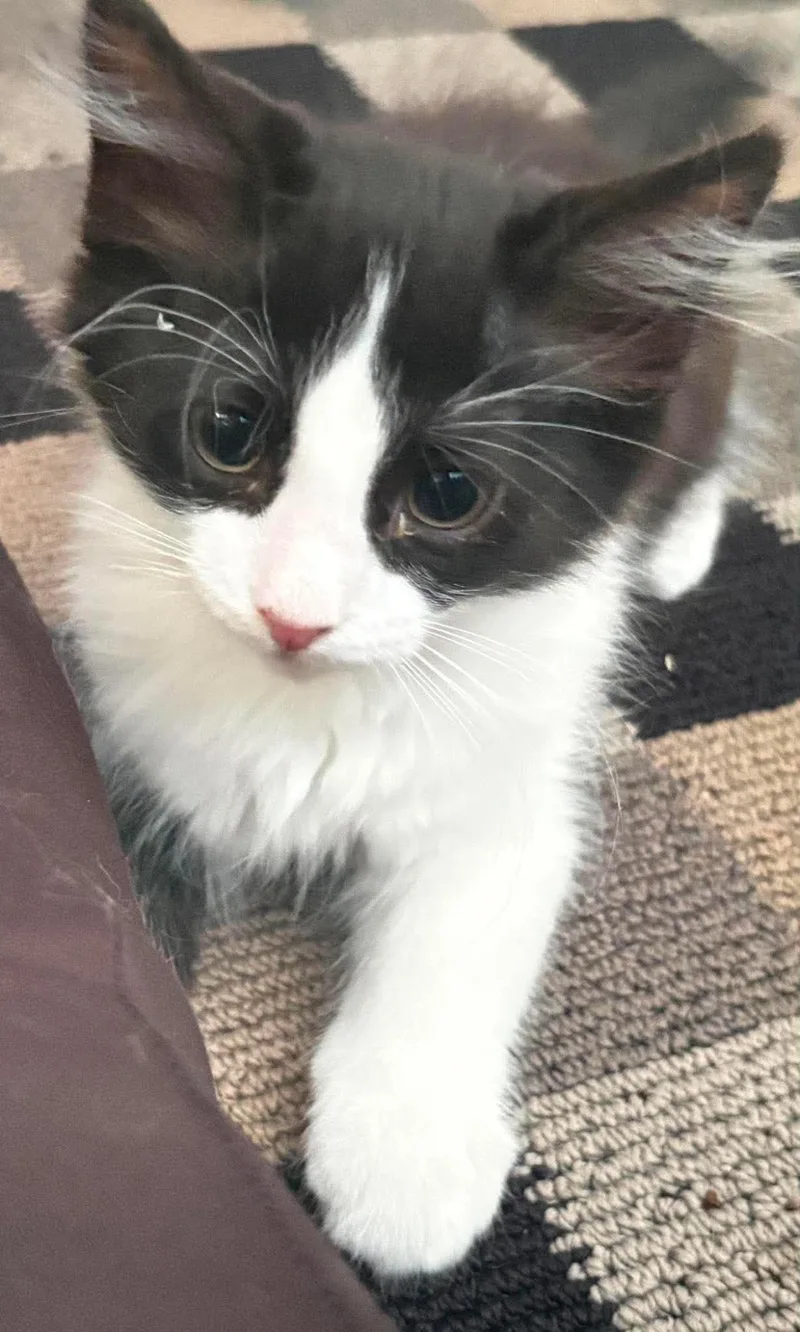 A baby small-sized male Black Domestic Short Hair cat named Biggie Remix for adoption in Chandler, AZ