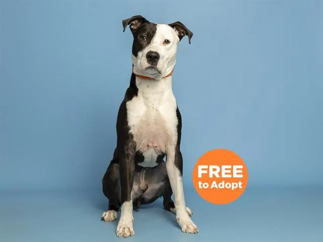 A young large-sized male Pit Bull Terrier dog named Kain for adoption in Phoenix, AZ