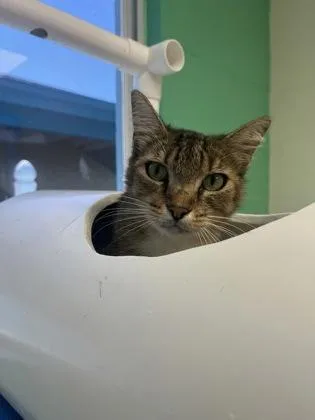 An adult medium-sized female Domestic Short Hair cat named Scamper for adoption in Largo, FL