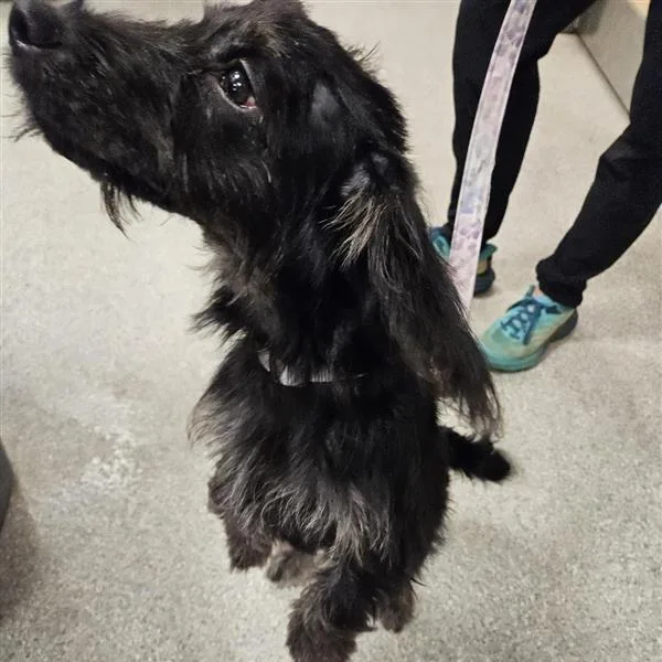 A young small-sized male Black Mixed Breed dog named Prince Elliott for adoption in Jacksonville, FL