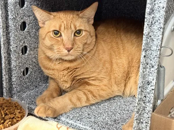 An adult large-sized male Domestic Short Hair cat named Garfield for adoption in New York, NY