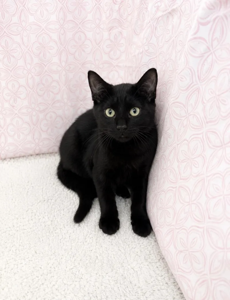 A baby medium-sized male Domestic Short Hair cat named Rampage for adoption in Columbia, SC