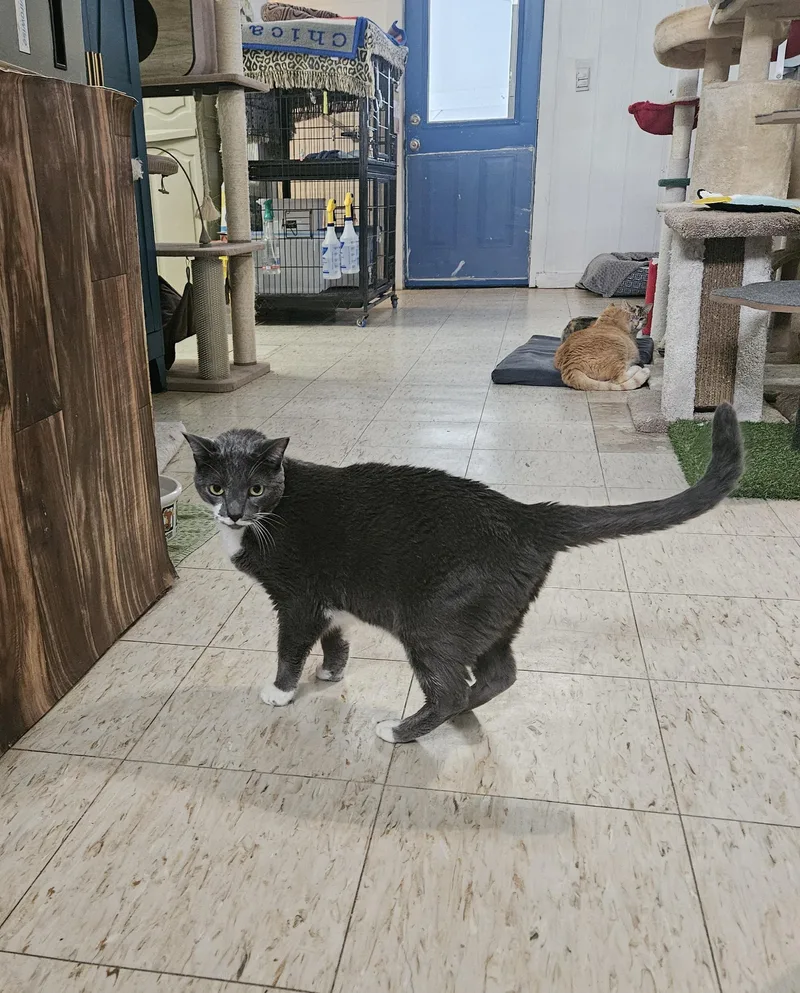An adult large-sized male Gray & White Domestic Short Hair cat named Hobo for adoption in Melbourne, FL