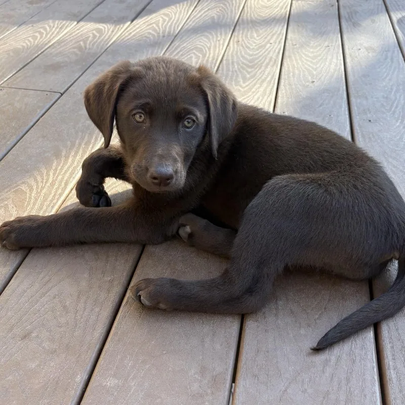 A baby medium-sized female Brown / Chocolate Chocolate Labrador Retriever dog named Sparrow for adoption in Cashmere, WA