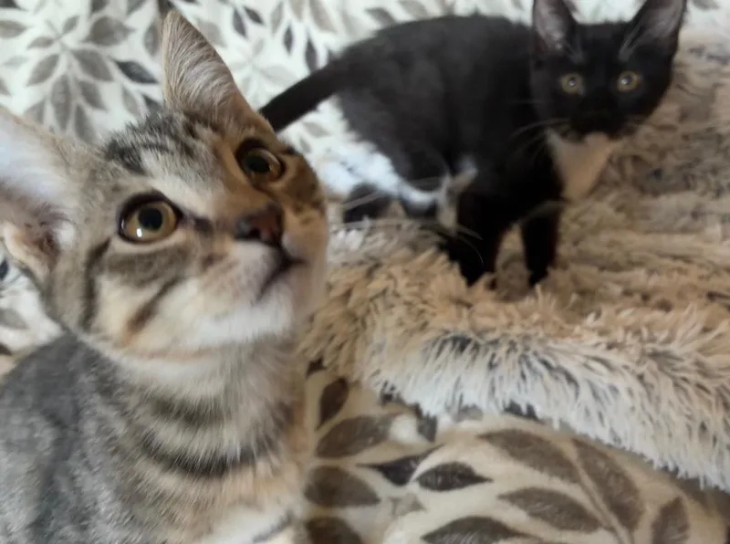 A baby medium-sized female Tabby (Buff / Tan / Fawn) Domestic Short Hair cat named Alianna for adoption in Davis, CA