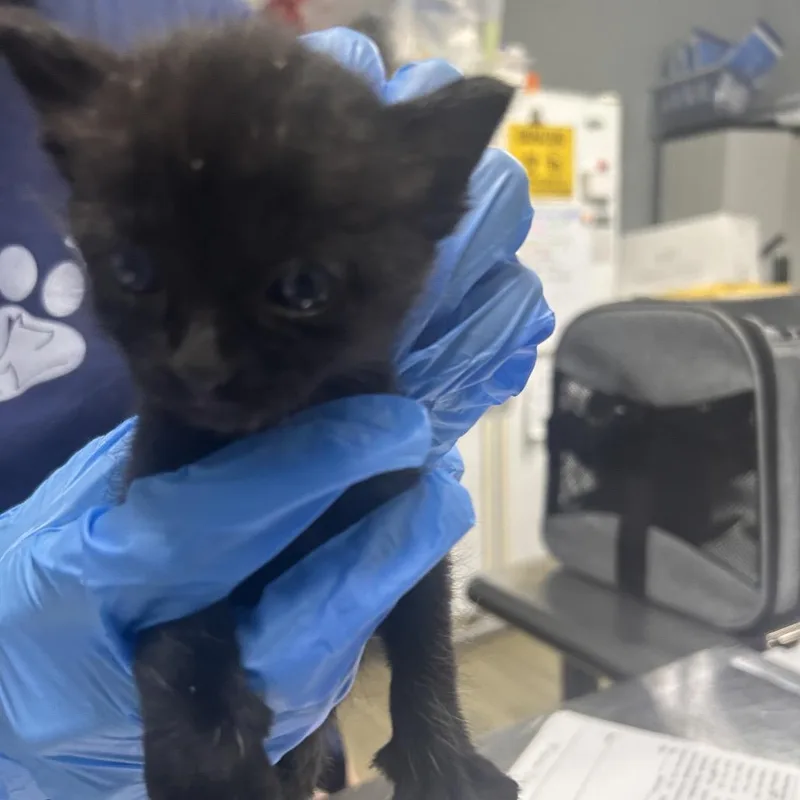 A baby small-sized female Black Domestic Short Hair cat named Marian for adoption in Summerville, SC