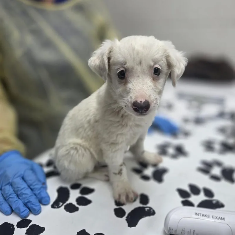 A baby small-sized female White / Cream Australian Shepherd dog named Valentina for adoption in Incline Village, NV