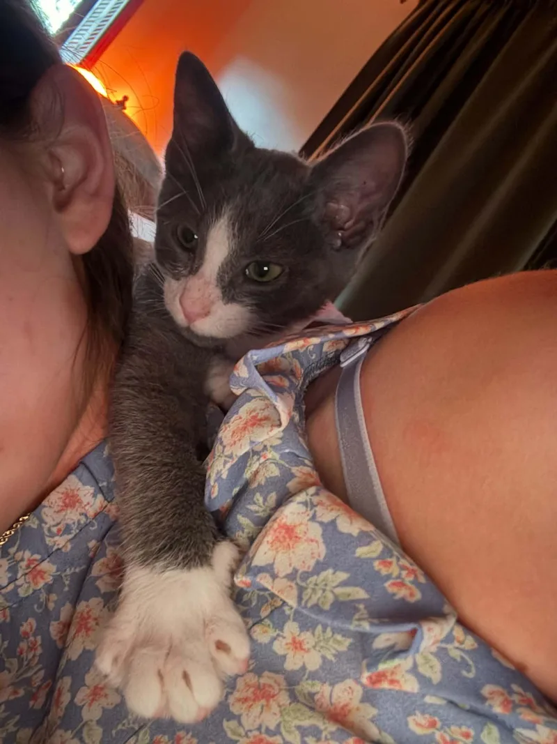 A young medium-sized male Gray & White Domestic Short Hair cat named Rhett for adoption in Logan, OH