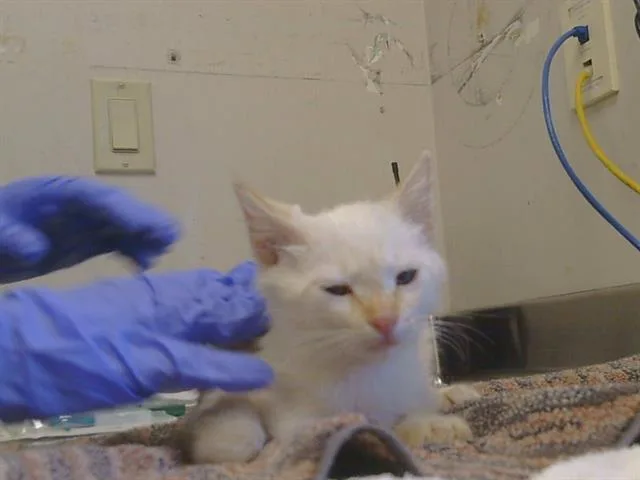 A baby small-sized male Domestic Short Hair cat named Oscar for adoption in Sacramento, CA