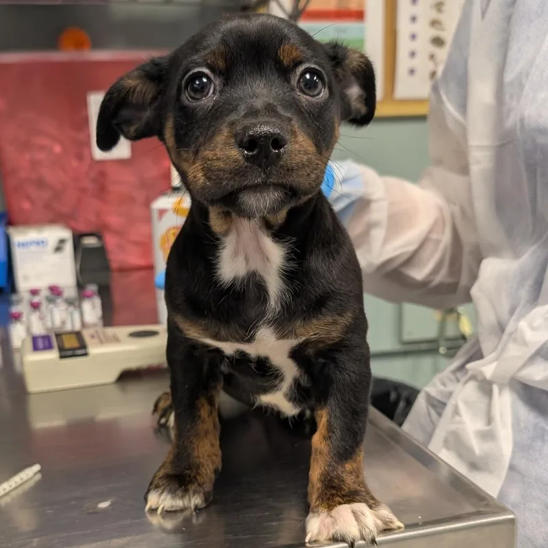A baby small-sized female Black Terrier dog named Cindylou for adoption in Greenville, SC