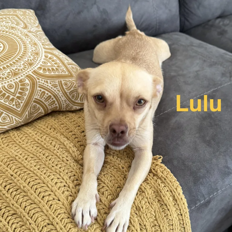 A young small-sized female Golden Chihuahua dog named Lulu for adoption in Charlotte, NC