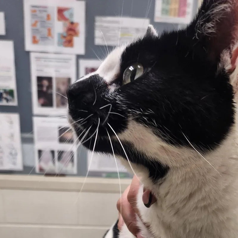 A senior medium-sized male Black Domestic Short Hair cat named Gus Gus for adoption in Murray, UT