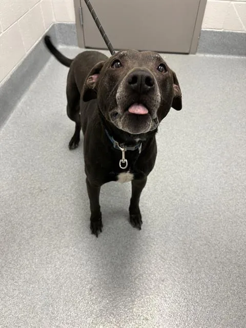An adult medium-sized male Pit Bull Terrier dog named Miles for adoption in Indianapolis, IN