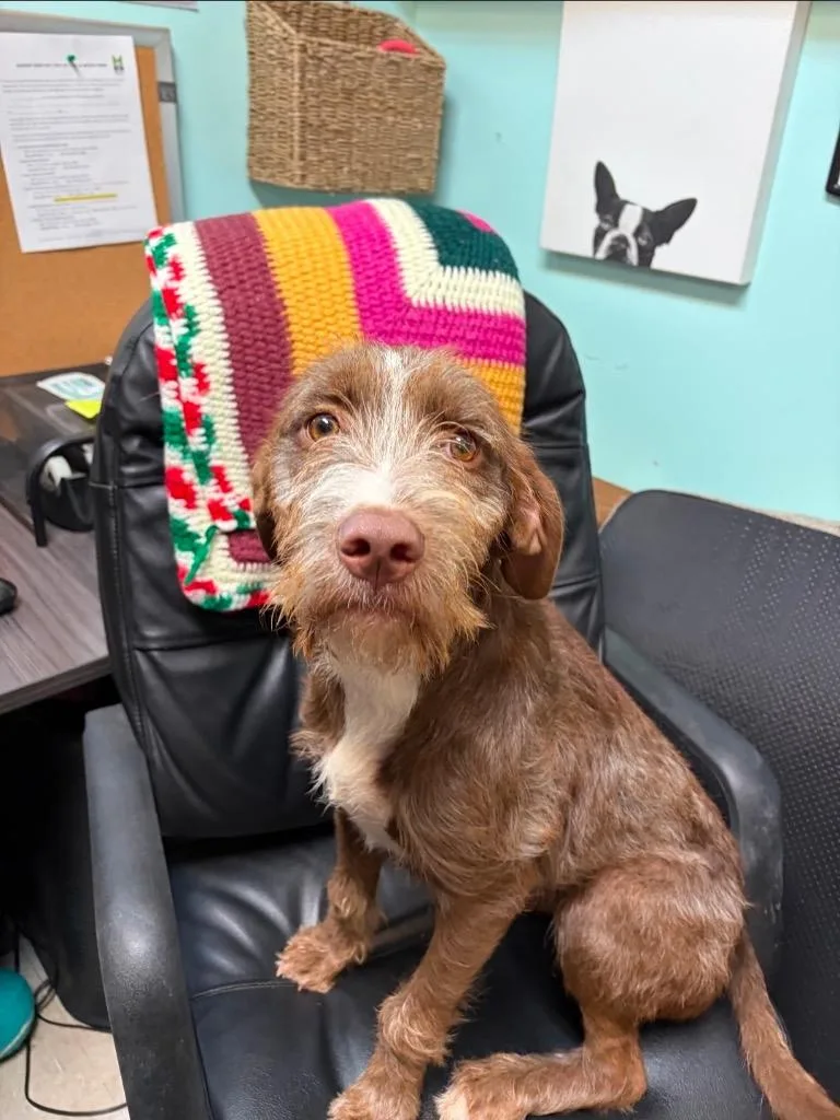 A baby medium-sized female Schnauzer dog named Winnie for adoption in Port Jervis, NY