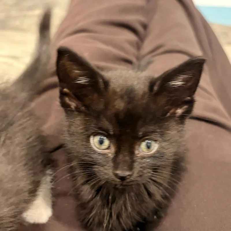 A baby small-sized female Black Domestic Short Hair cat named Charizard for adoption in Perkiomenville, PA
