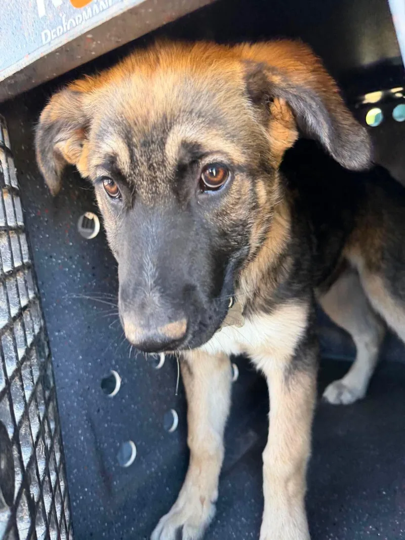 A baby medium-sized male German Shepherd Dog dog named Tank for adoption in Jefferson City, MO