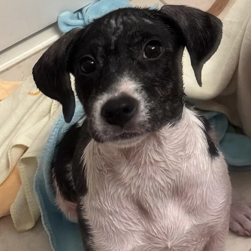 A baby small-sized female Mixed Breed dog named Sinastra for adoption in Fredericksburg, VA