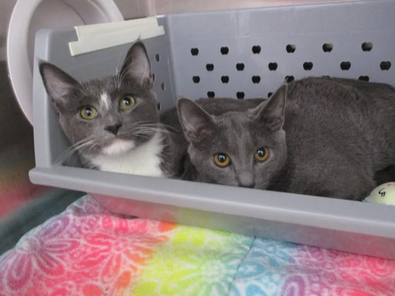 An adult small-sized male Domestic Short Hair cat named Blue for adoption in Springfield, MA
