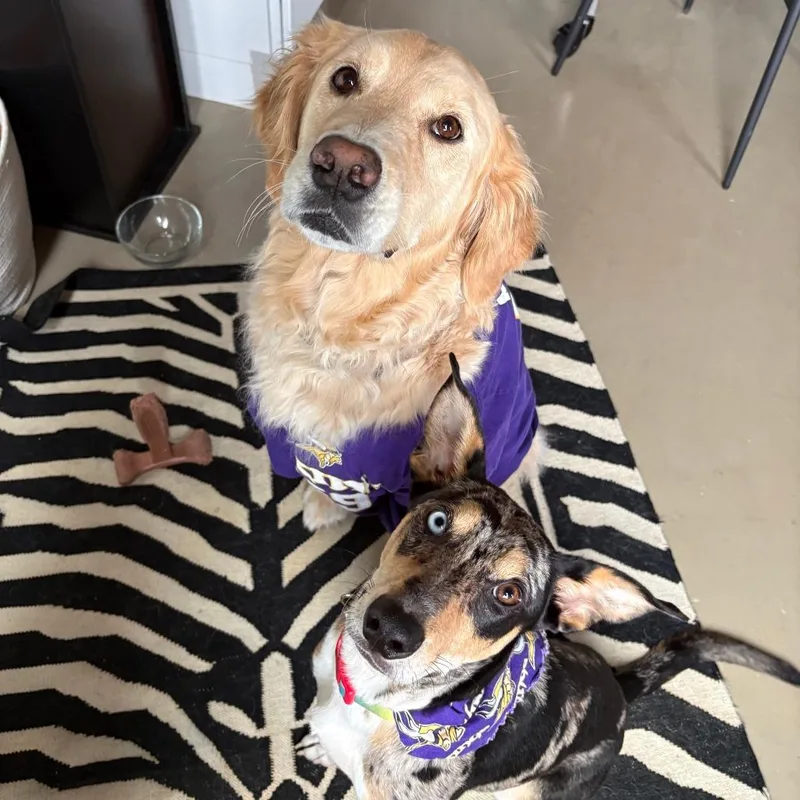 A young medium-sized male Catahoula Leopard Dog dog named Ottie D for adoption in Minnetonka, MN