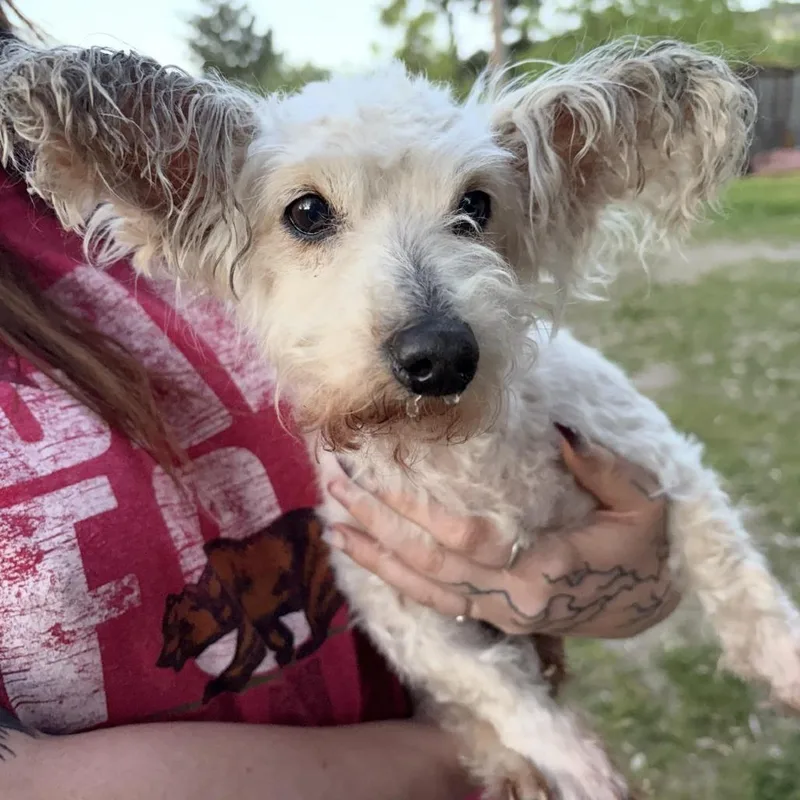 An adult small-sized female White / Cream Poodle dog named Sally for adoption in Sonoma, CA