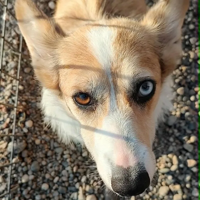 An adult small-sized female Sable Corgi dog named Amy Kate for adoption in Ada, MN
