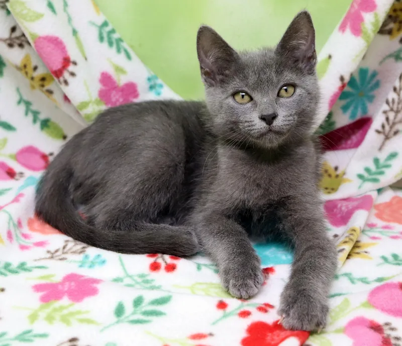 A baby medium-sized female Gray / Blue / Silver Domestic Short Hair cat named Poppy for adoption in Tierra Verde, FL
