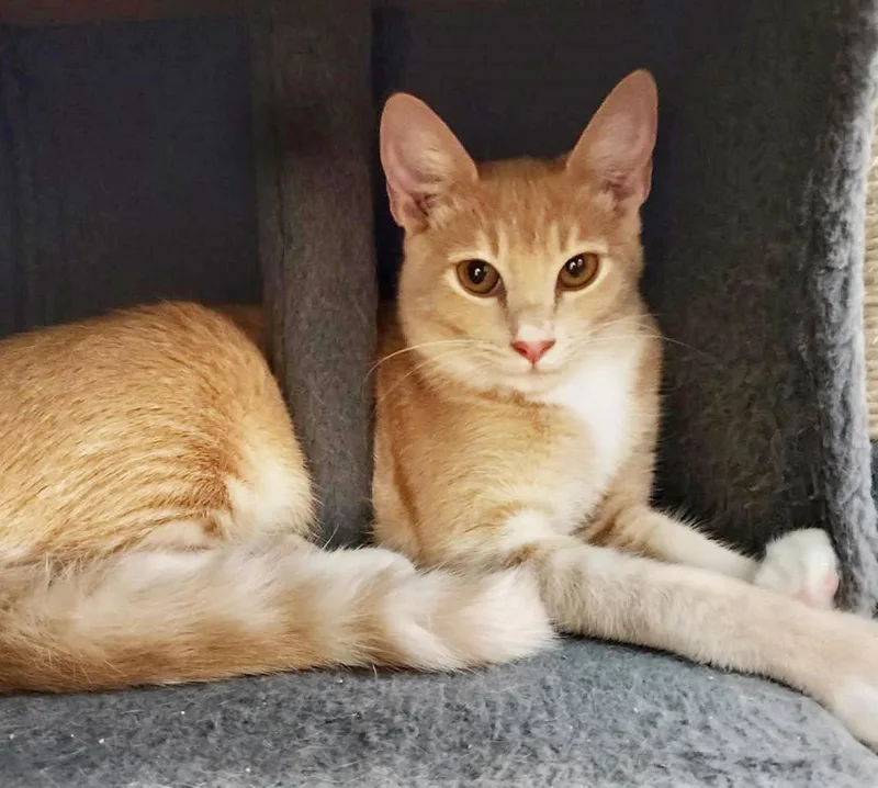 A baby medium-sized female Domestic Short Hair cat named Honeycomb Cereal for adoption in Chandler, AZ