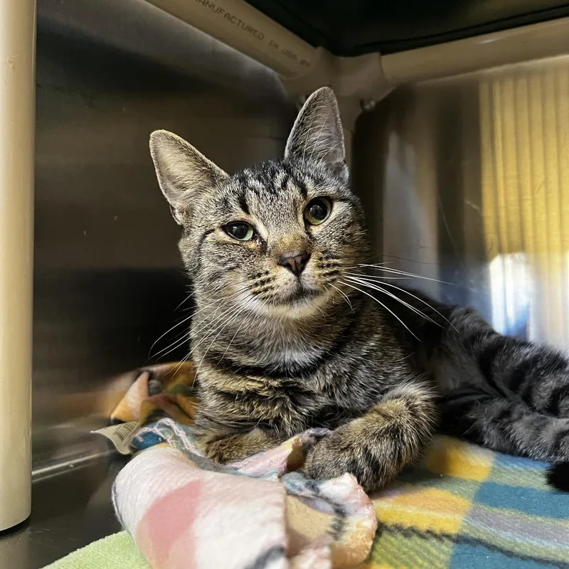 A young medium-sized female Brown / Chocolate Domestic Short Hair cat named Lucy for adoption in Harrisville, WV