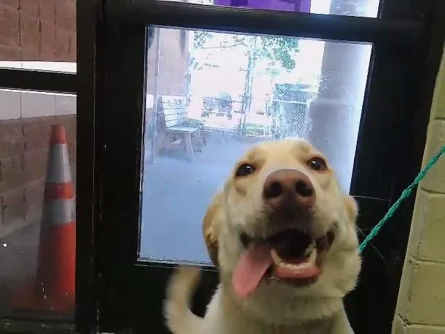 A young large-sized female Labrador Retriever dog named Bella for adoption in Tulsa, OK