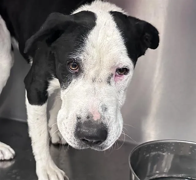 A young medium-sized female Labrador Retriever dog named Juliet for adoption in Tucson, AZ