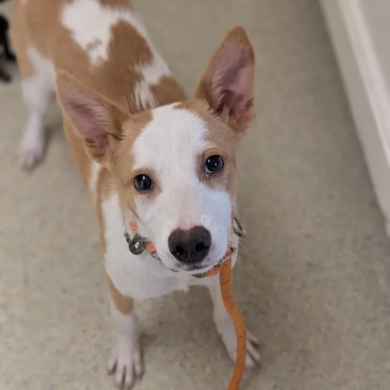 A baby medium-sized female White / Cream Australian Cattle Dog / Blue Heeler dog named Hodel for adoption in Deerfield, IL