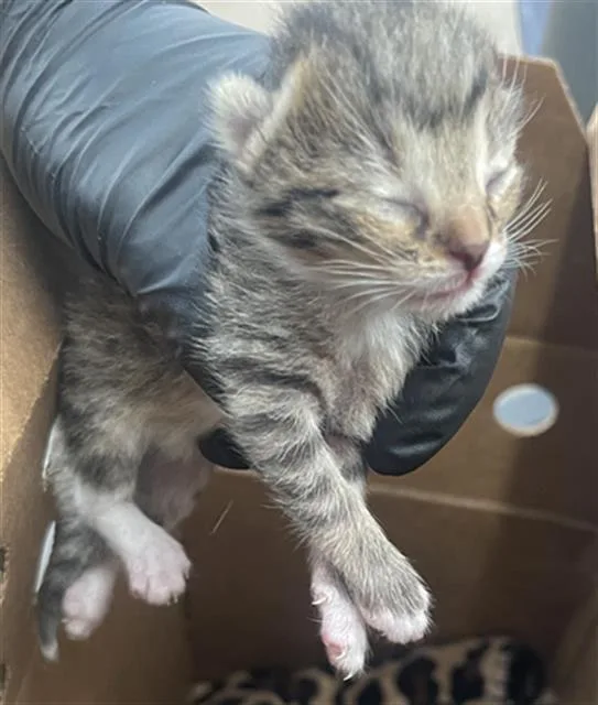 A baby medium-sized female Domestic Short Hair cat named Mocha for adoption in Dallas, TX