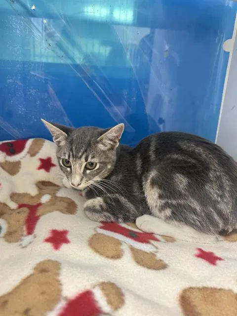 A baby small-sized male Domestic Short Hair cat named Miko for adoption in Camarillo, CA