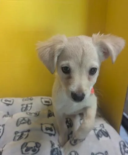 A baby small-sized male Terrier dog named Johnathon for adoption in Houston, TX