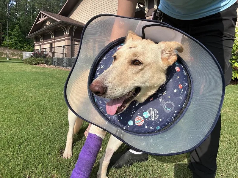 An adult large-sized female Shepherd dog named Jerika for adoption in Douglasville, GA