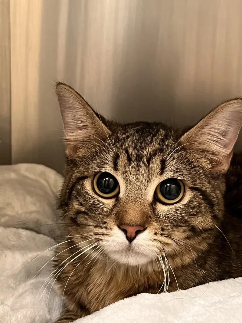 Sinead O' thumbnail 2