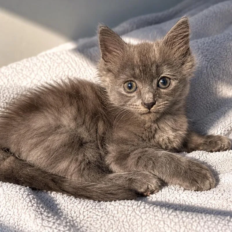A baby small-sized male Gray / Blue / Silver Domestic Short Hair cat named Berty for adoption in Mount Vernon, IN