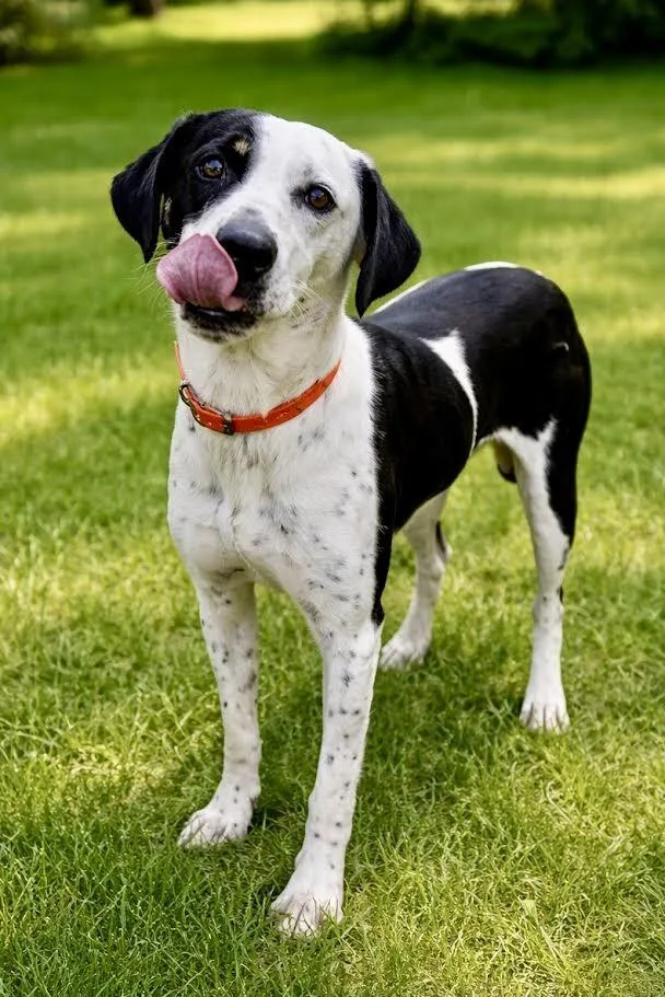 Biscuit