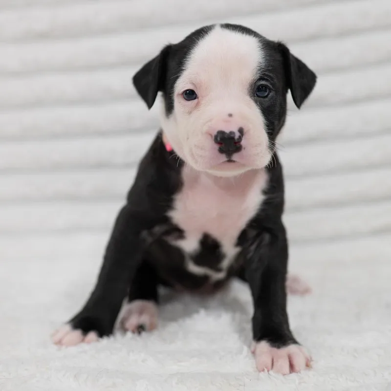 A baby small-sized female Black Labrador Retriever dog named Petal for adoption in Fulton, MO