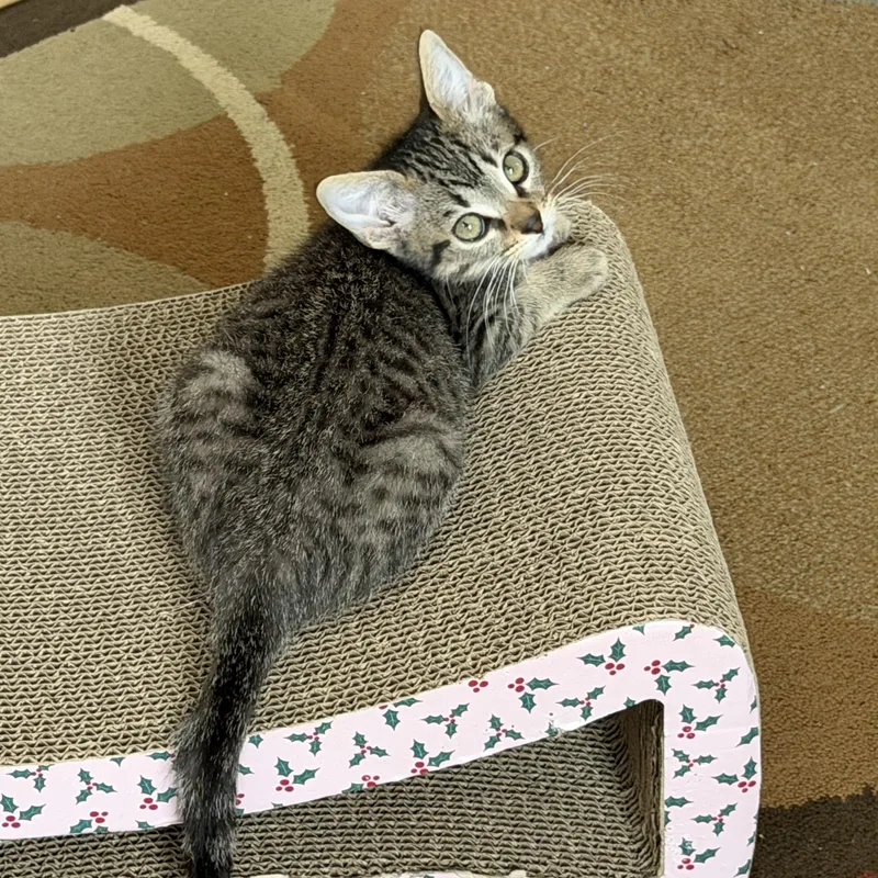 A baby medium-sized male Tabby (Brown / Chocolate) Domestic Short Hair cat named Mercury for adoption in Duluth, GA